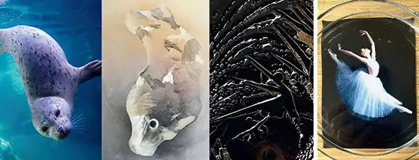 Webinaire Amilo gratuit le 27 mars 2026 : la vitalisation de l'eau